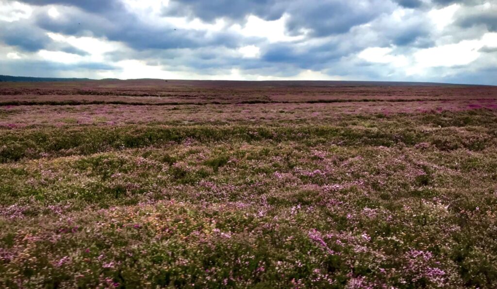 Heather on the North Yorkshire Moors